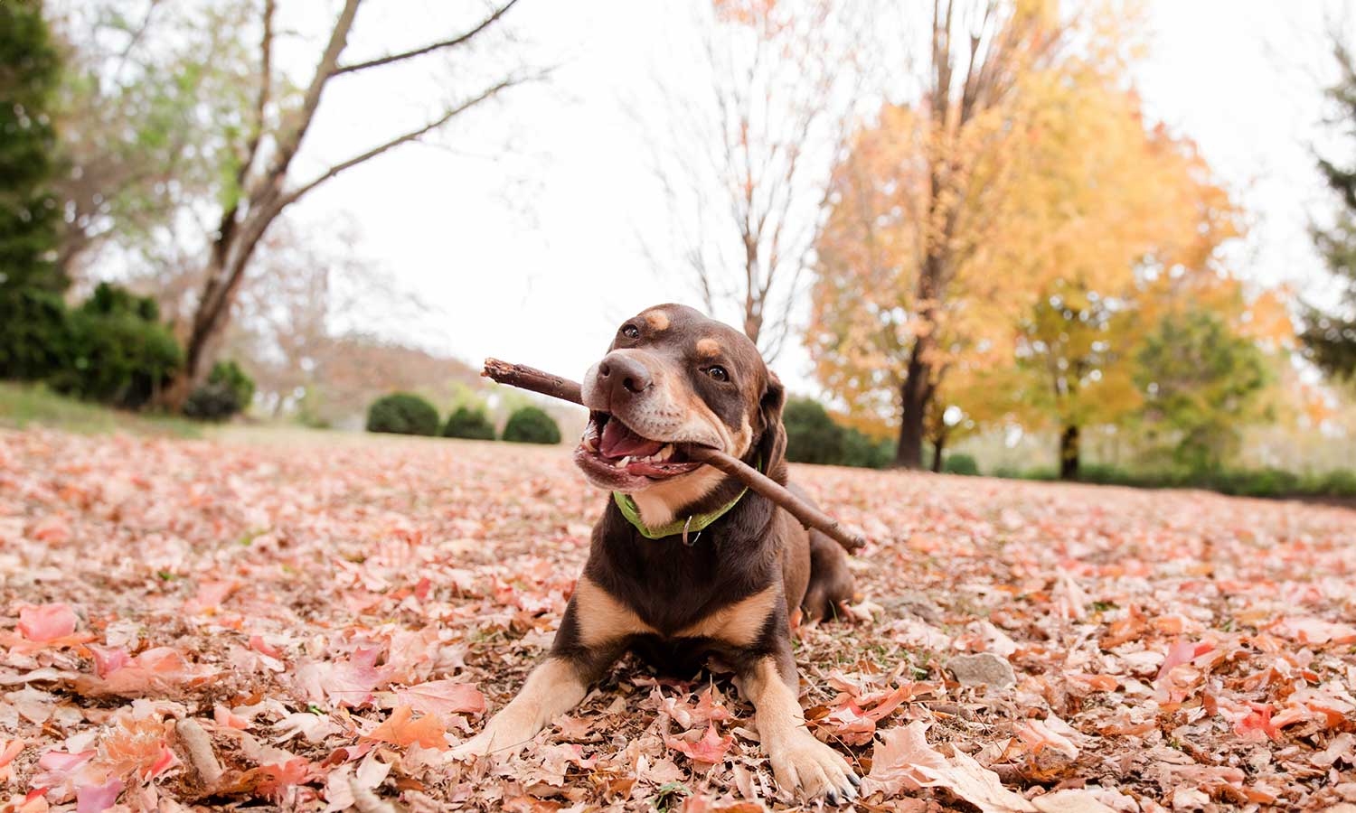 A dog with a stick