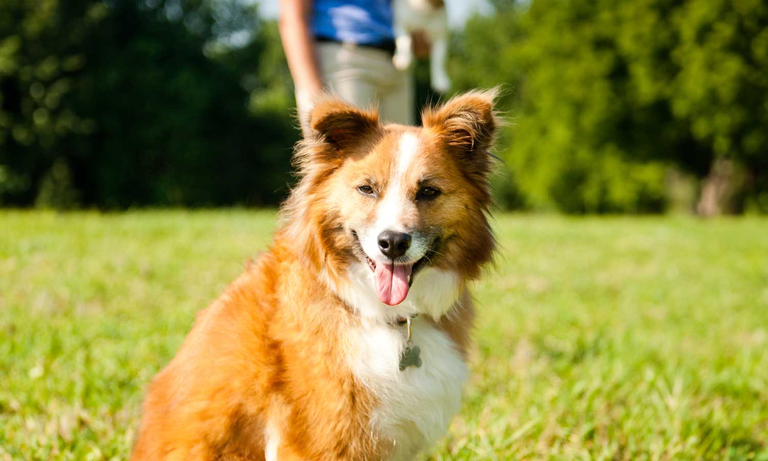 A dog with their person in a field