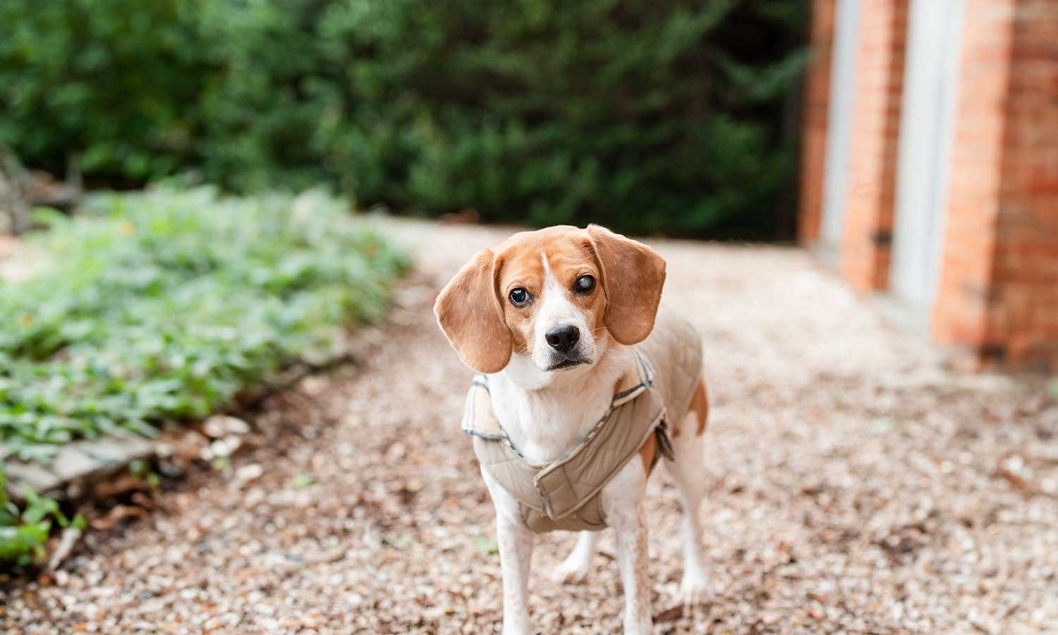 An older dog in a yard