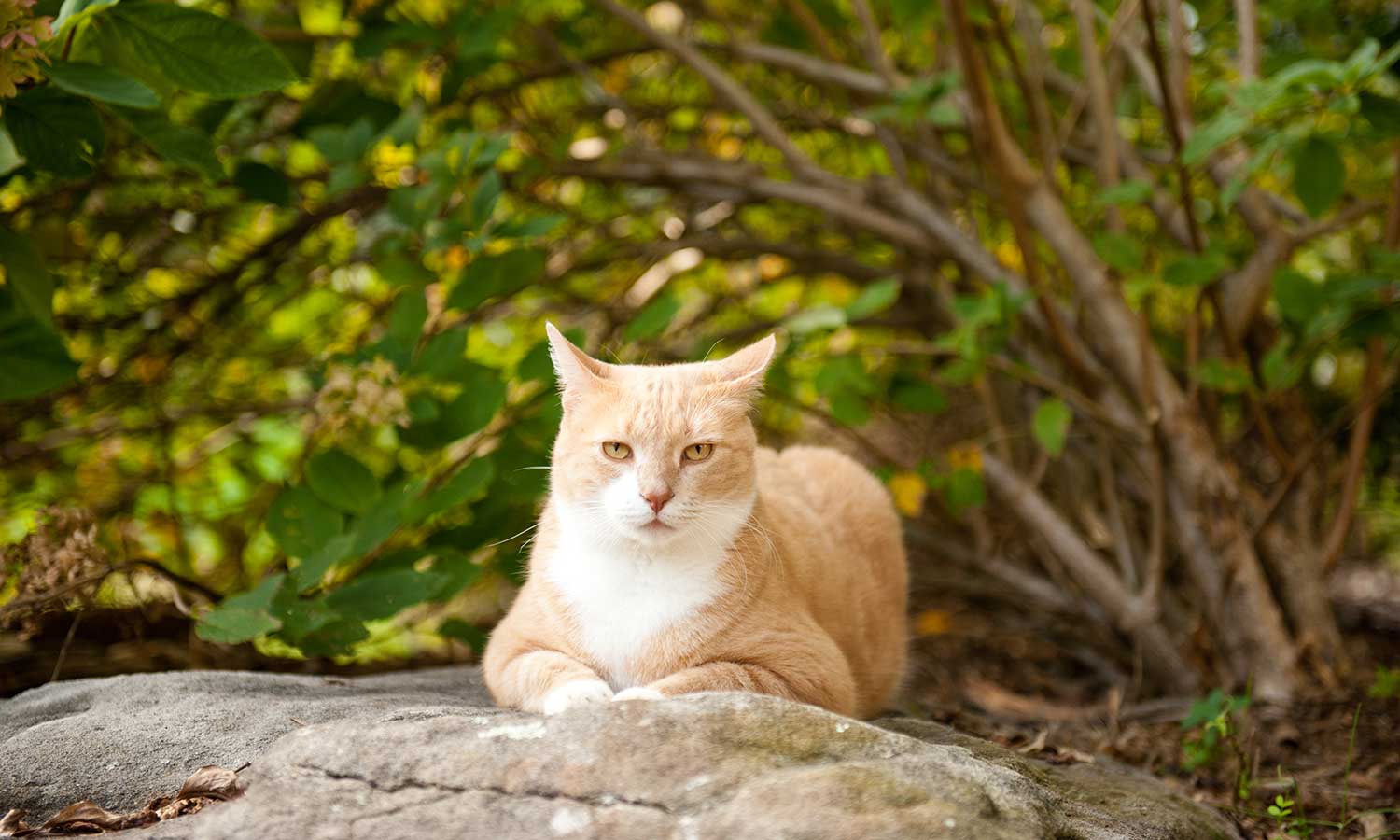 A blonde cat