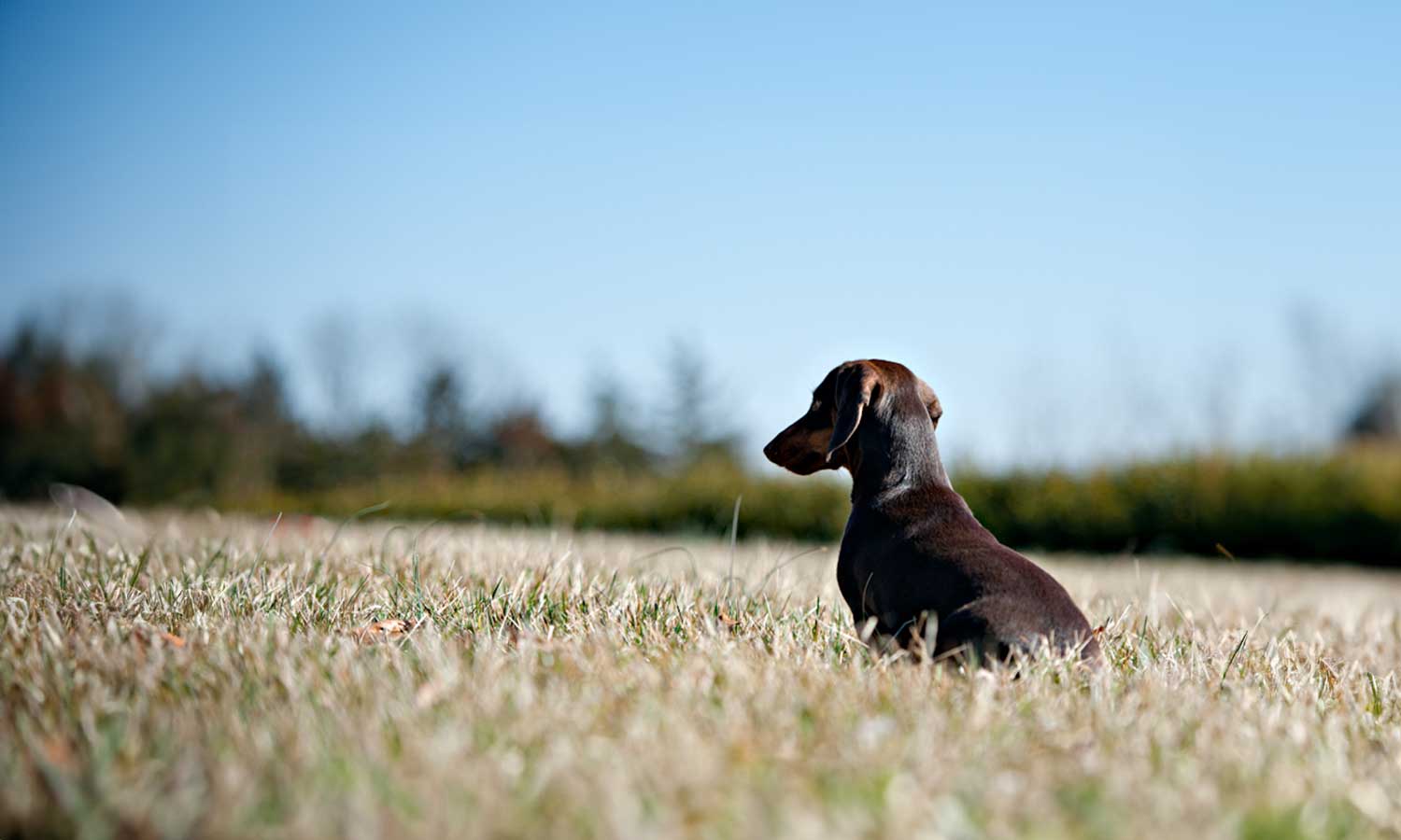 A dachshund out in a field