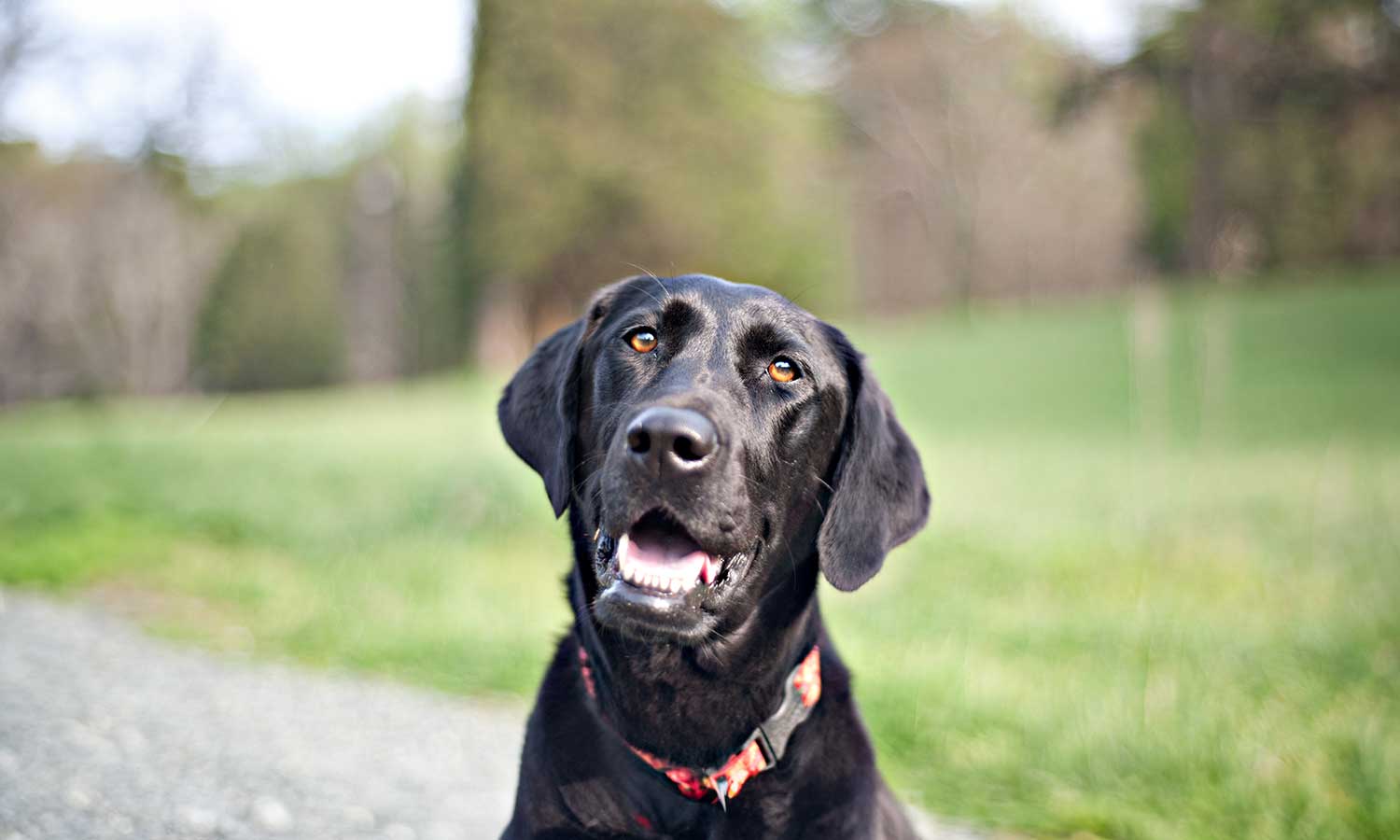 A black lab