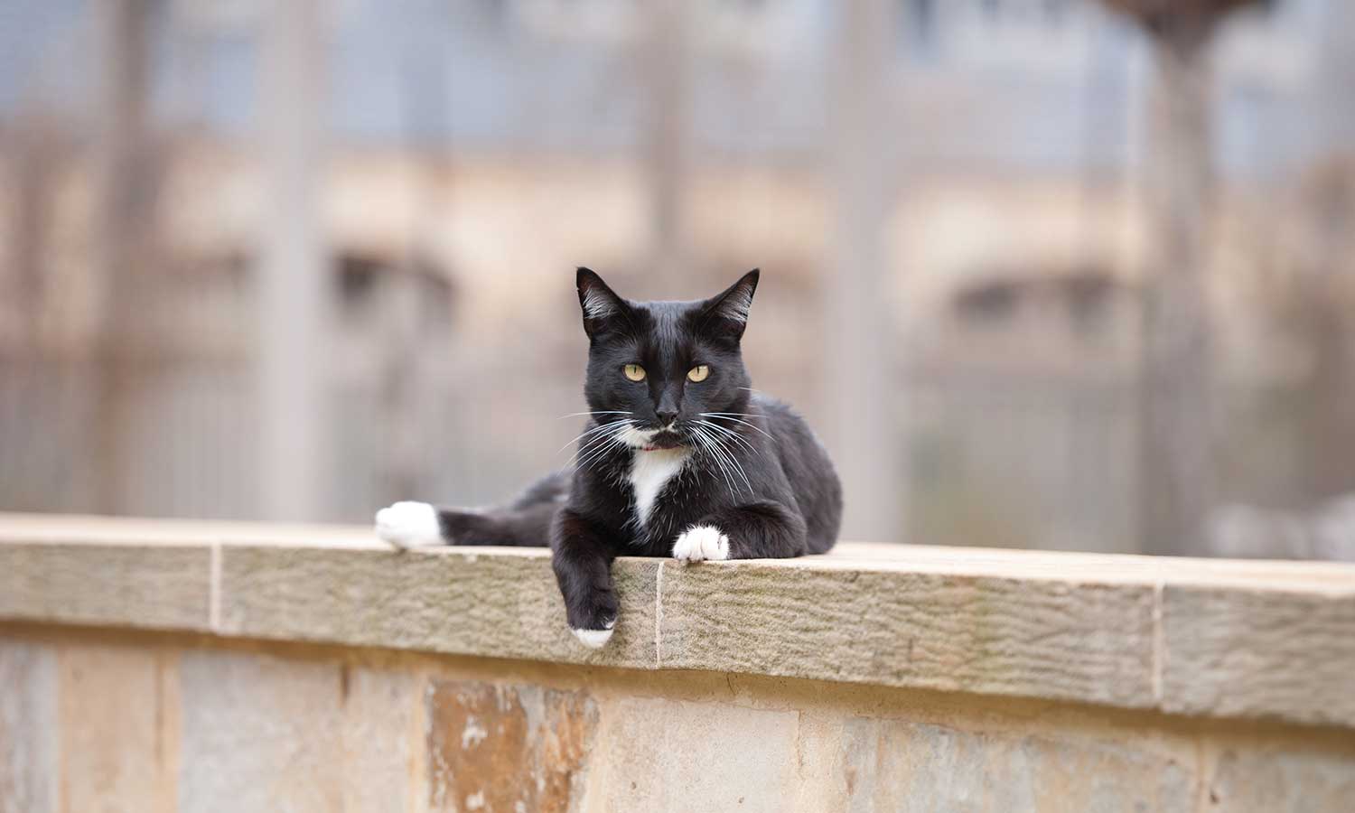 A cat on a wall