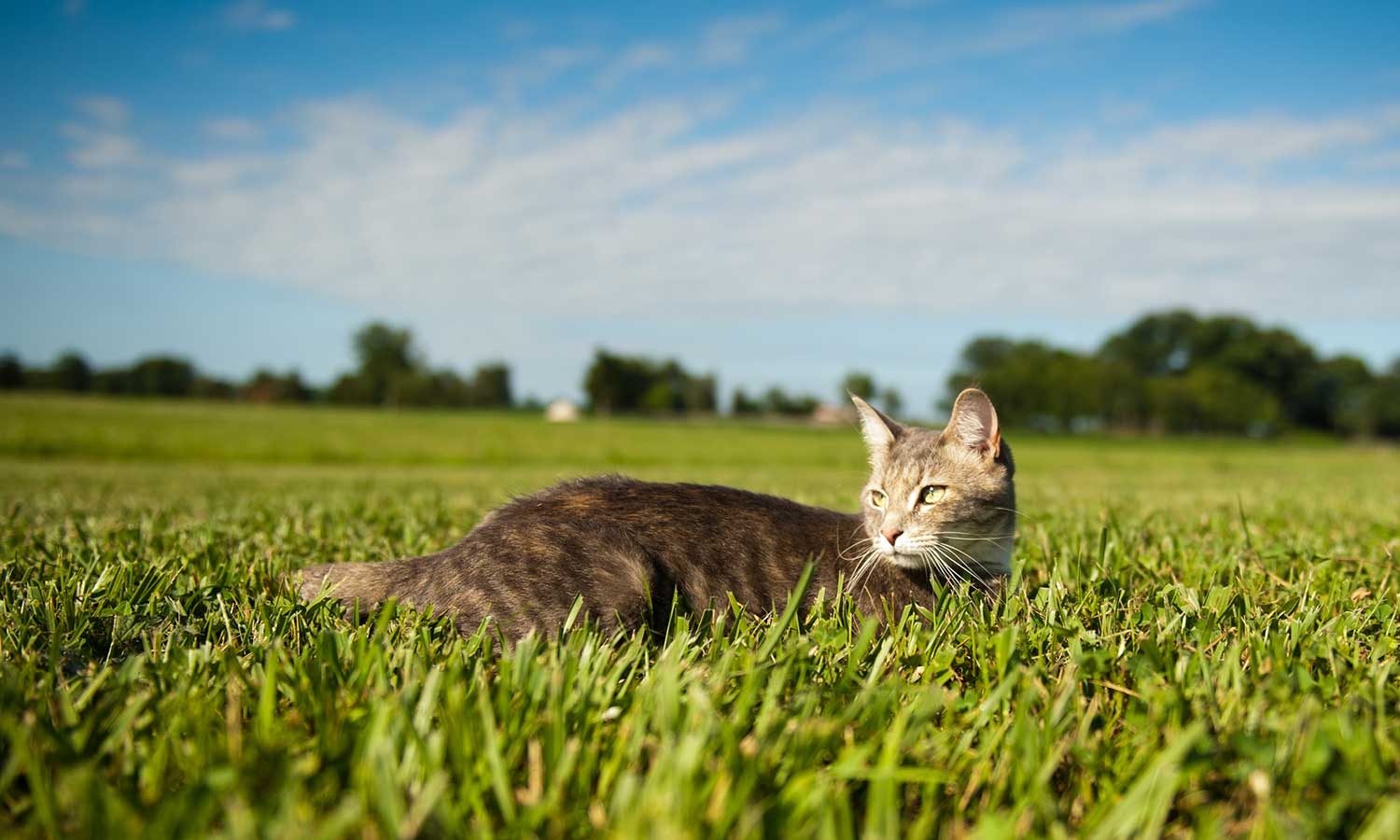 A cat on the grass