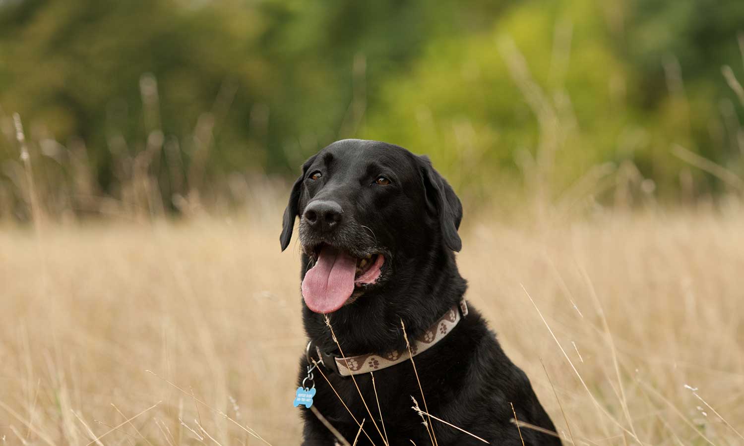 A dog in a field