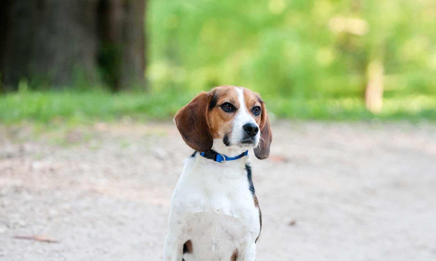 A beagle outdoors