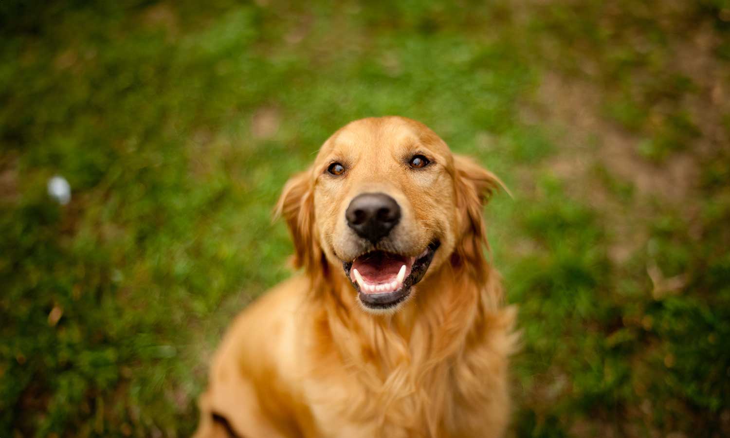 A golden retriever in grass