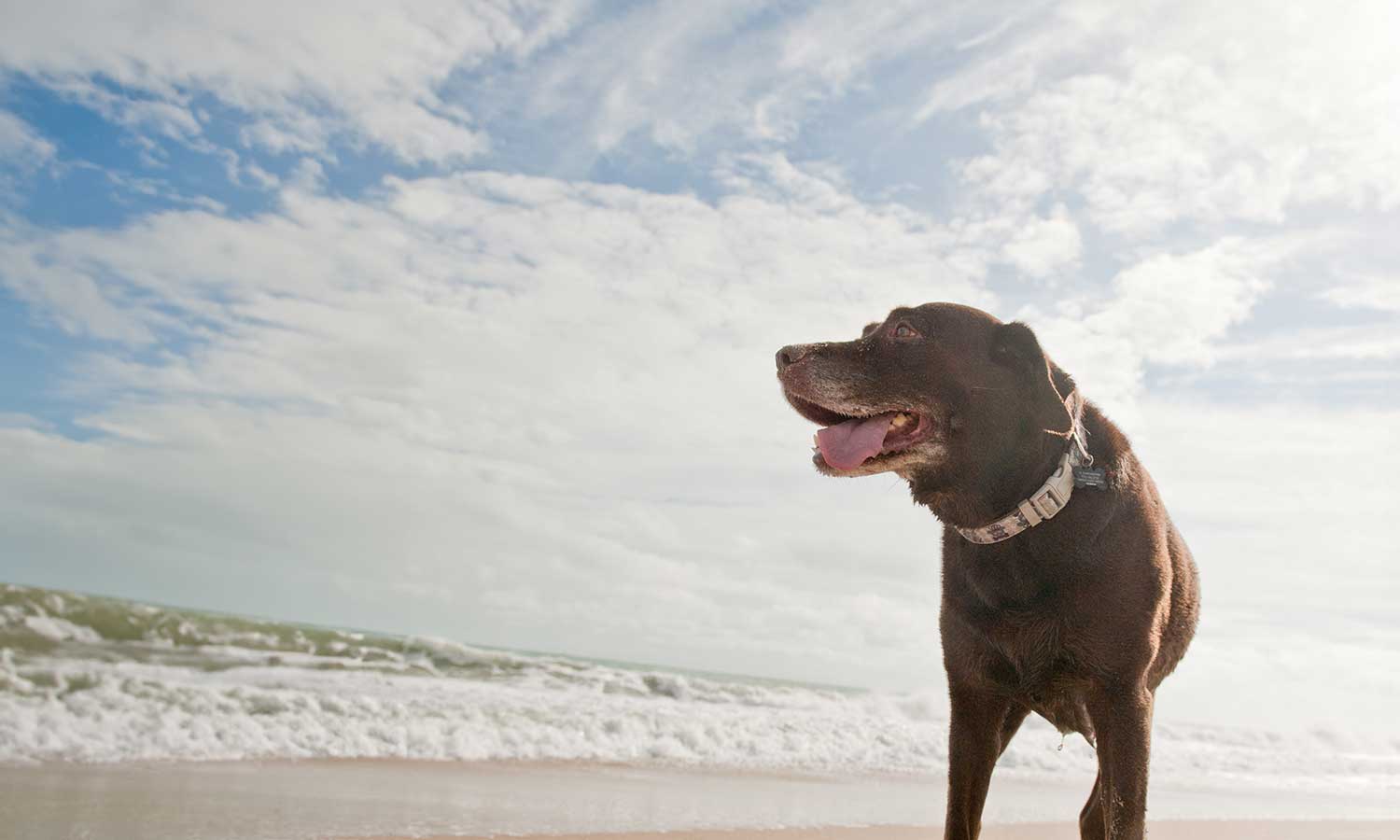 A chocolate lab out on the beach