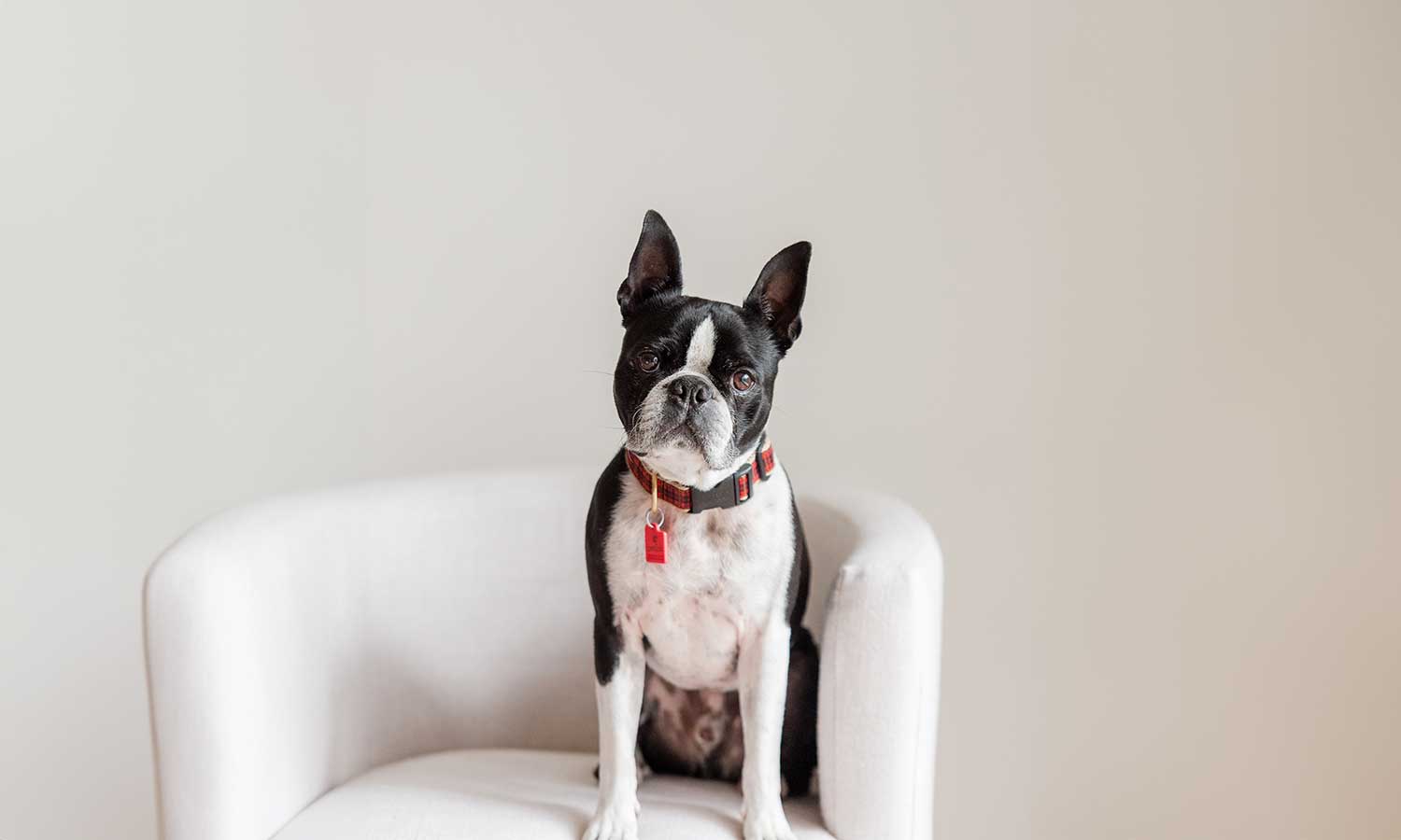 A boxer on a chair