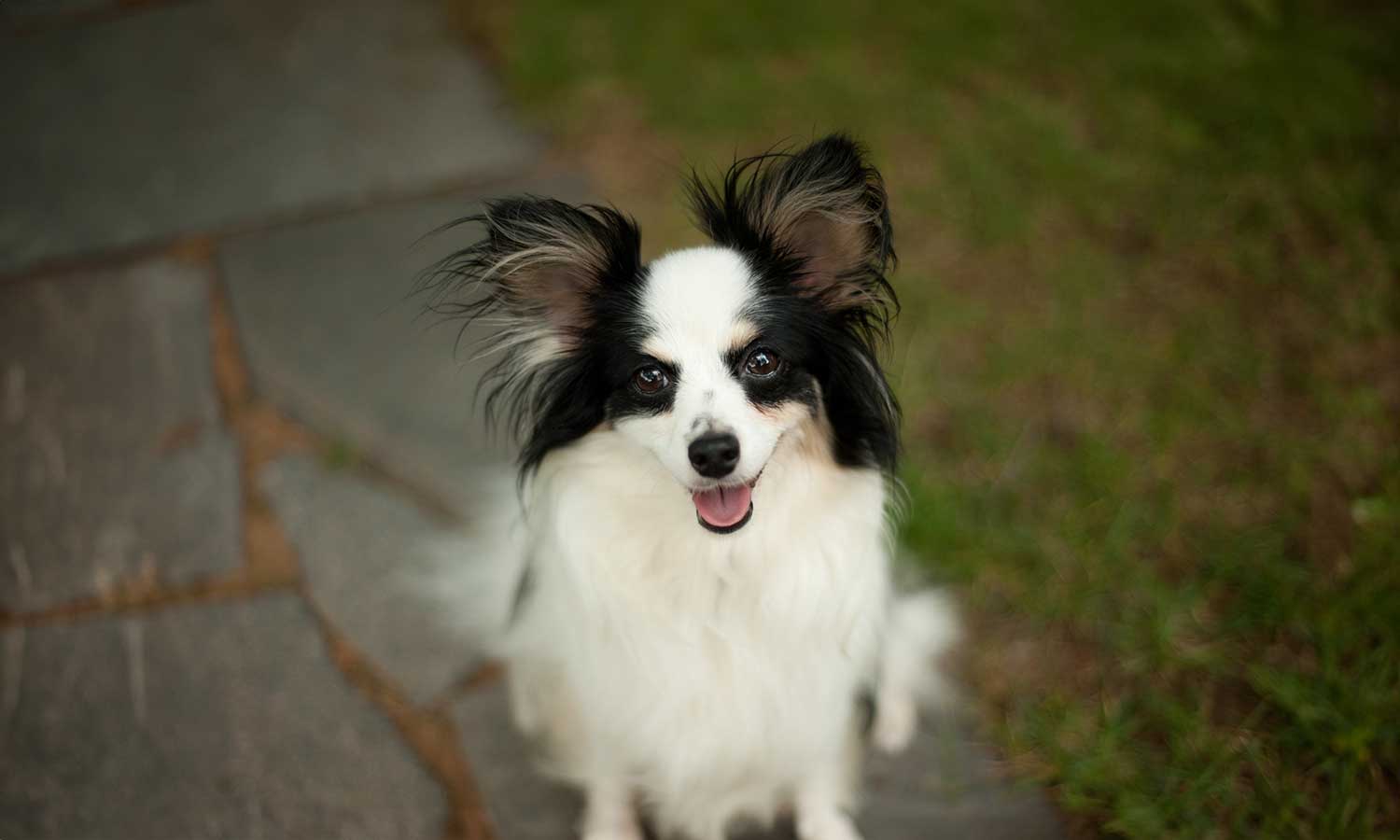 A pomeranian