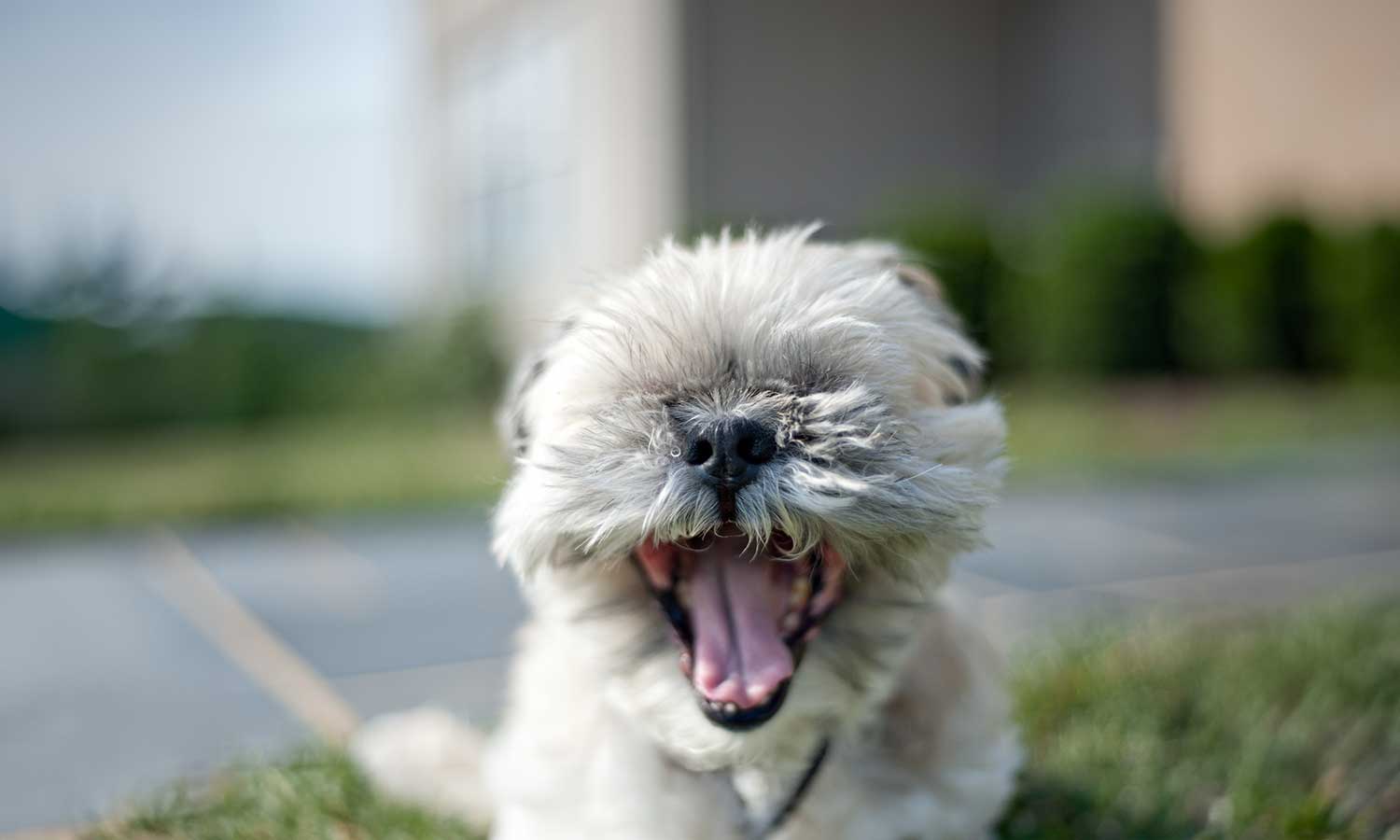 A happy sheepdog