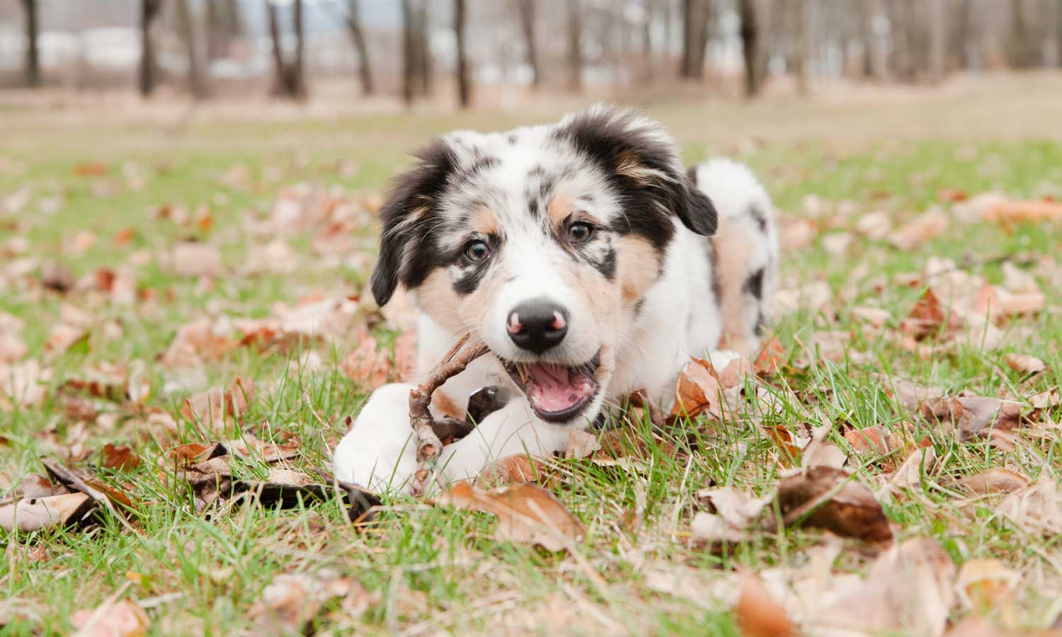 An Aussie retriever pup