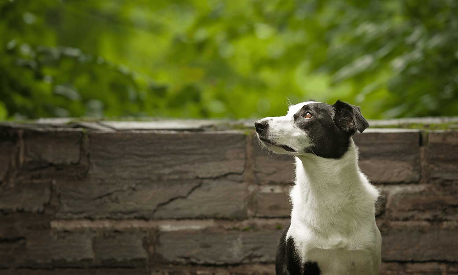 A dog standing by a stone wall