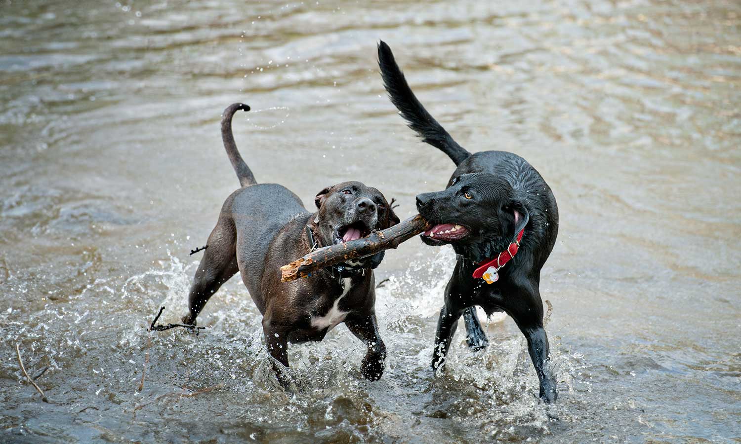 Dogs playing in water