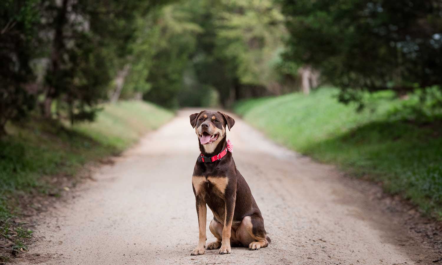 A dog on a dirt road