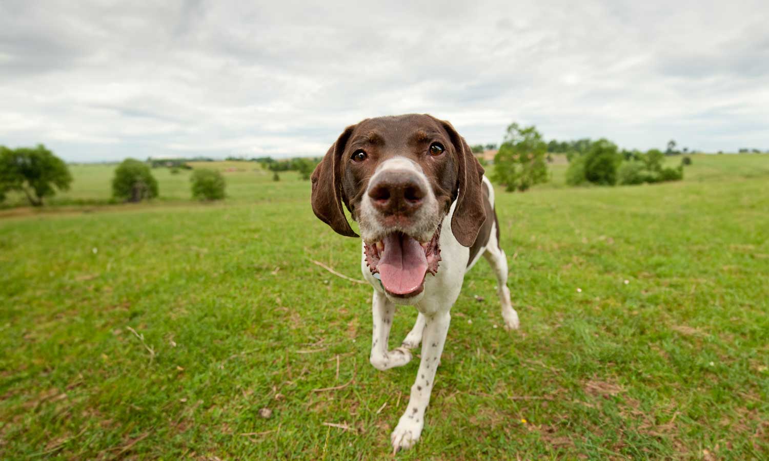 A dog in a field