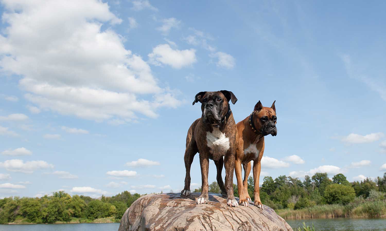 Dogs out in nature