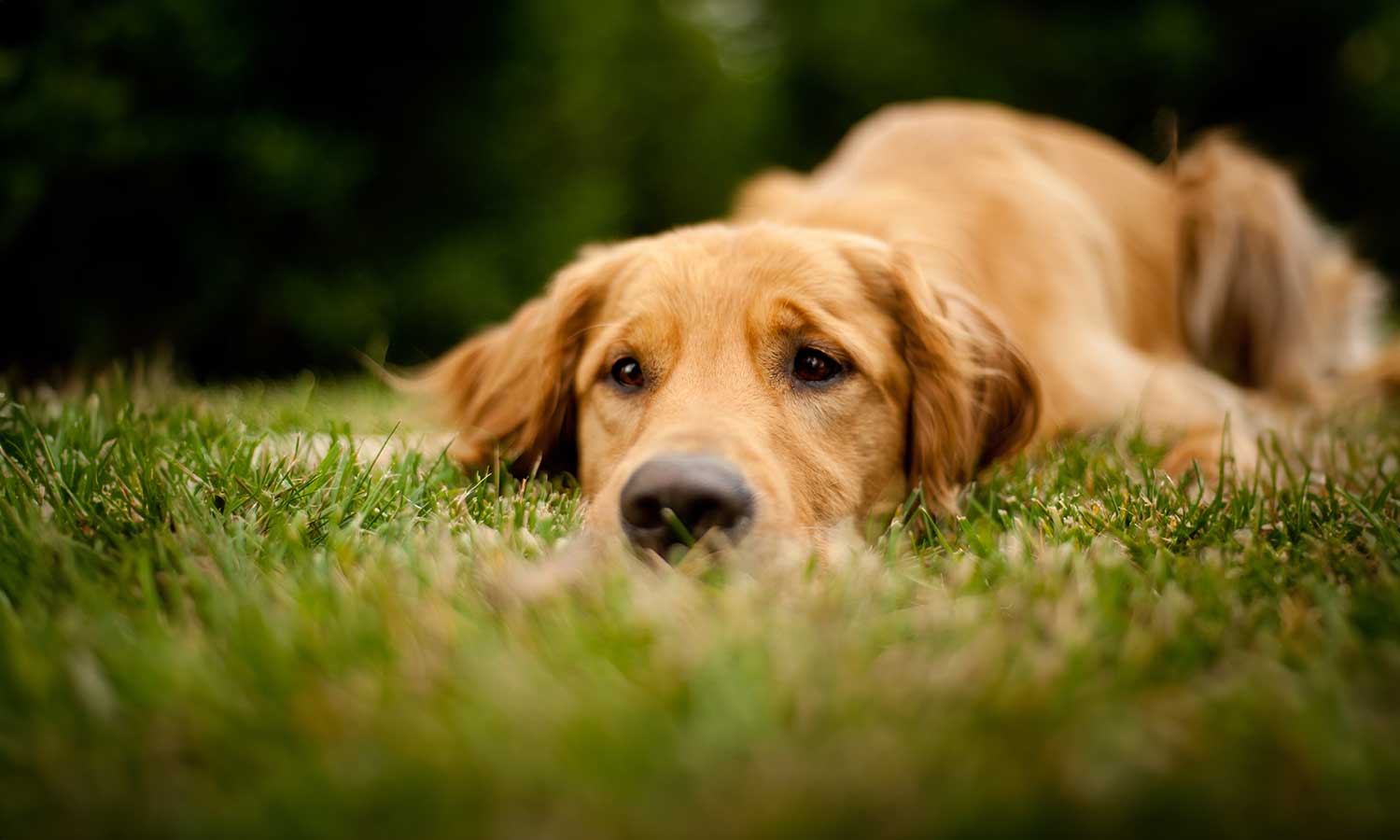 A golden retriever in the grass