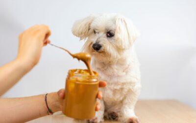 Xylitol Toxicity in Dogs