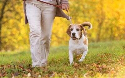 Geriatric Canine Rehabilitation Therapy